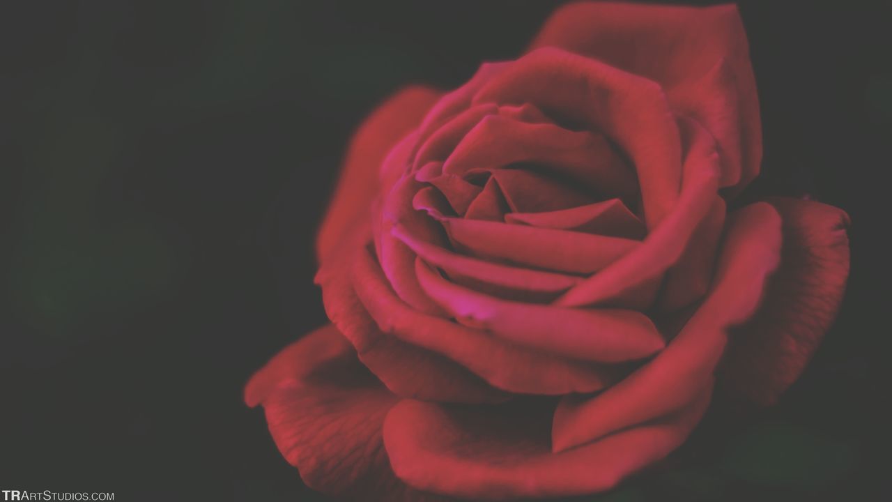 CLOSE-UP OF ROSE OVER BLACK BACKGROUND