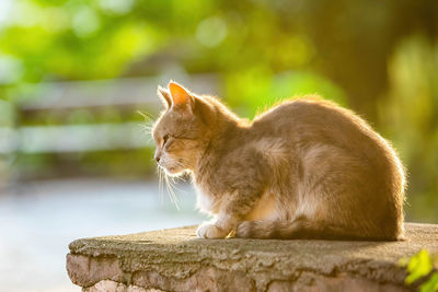 Cat sitting on retaining wall