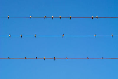 Low angle view of birds against clear blue sky