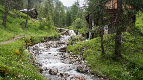 Stream flowing amidst trees in forest