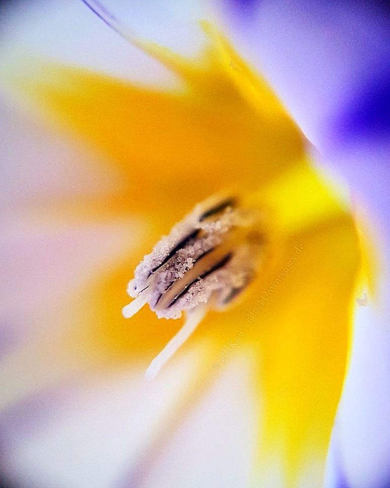 fragility, vulnerability, close-up, petal, flowering plant, beauty in nature, flower, freshness, selective focus, growth, plant, no people, flower head, nature, inflorescence, yellow, pollen, cold temperature, outdoors, soft focus, purple