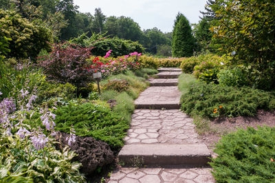 Footpath amidst plants in garden