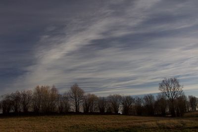 Trees on field against sky