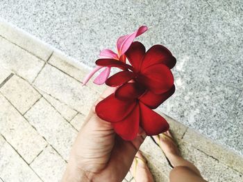 Close-up of hand holding flower