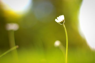 Close-up of flower blooming outdoors