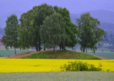 Yellow flowers growing on field