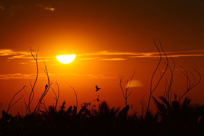 Silhouette plants on field against sky during sunset