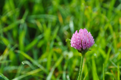 Close-up of pink flowering plant on field