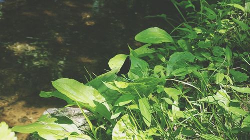 Close-up of fresh green plants