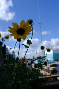 Close-up of yellow flowering plant against sky