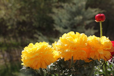 Close-up of yellow flowers blooming outdoors