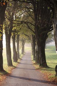 Trees on landscape