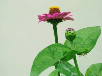 Close-up of purple flowering plant