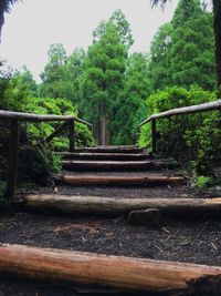 View of stairs along trees