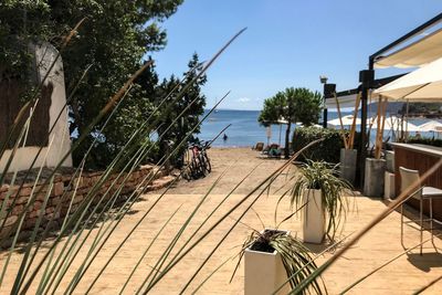 Plants by beach against clear sky