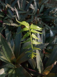 Close-up of dew on plant