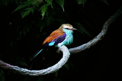 Close- up of bird perching on branch