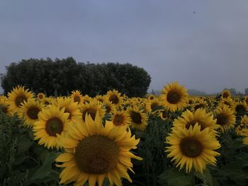 Close-up of yellow flowering plants on field against sky