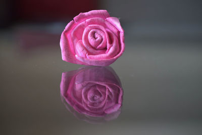 Close-up of pink rose