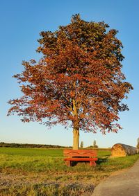 Tree on field against clear sky during autumn