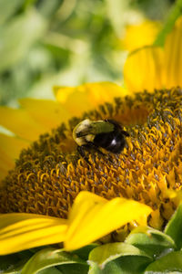 Close-up of bee pollinating on sunflower