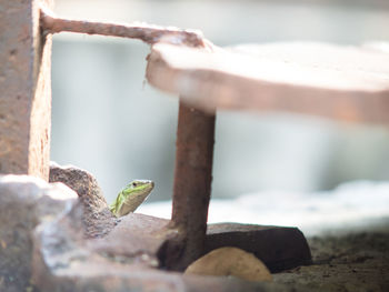 Close-up of lizard on retaining wall