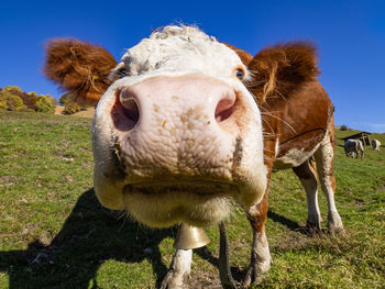 Funny cow face close-up