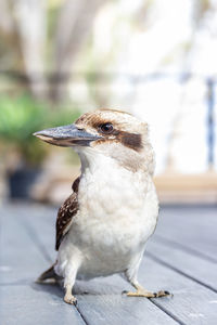 Close-up of bird perching outdoors