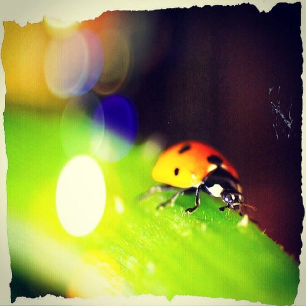animal themes, animals in the wild, one animal, wildlife, ladybug, insect, close-up, green color, focus on foreground, selective focus, orange color, nature, two animals, spotted, no people, lens flare, outdoors, full length, sunlight, auto post production filter