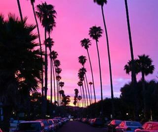 palm tree, tree, sunset, transportation, sky, road, car, silhouette, motion, long exposure, land vehicle, growth, the way forward, illuminated, dusk, street, blurred motion, street light, nature, orange color