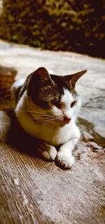 Close-up of a cat