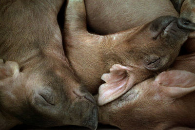 Close-up of dog sleeping