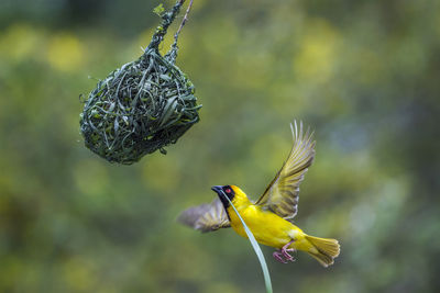 Close-up of hummingbird on yellow flower