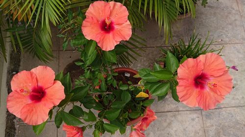 Close-up of hibiscus blooming outdoors