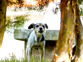 Close-up portrait of dog on tree trunk