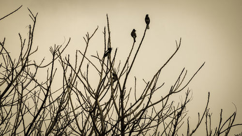 Low angle view of silhouette bird on grass against sky