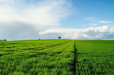 Distance shot of tree on landscape against clouds