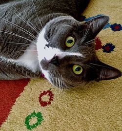 Close-up portrait of cat