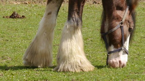 Front legs and head grazing from clydesdale horse