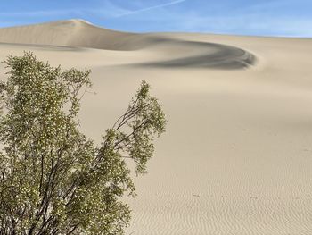 Plant growing in desert