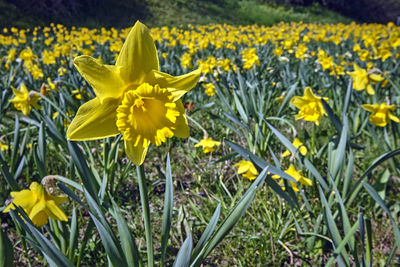 Close-up of yellow daffodil flowers in field