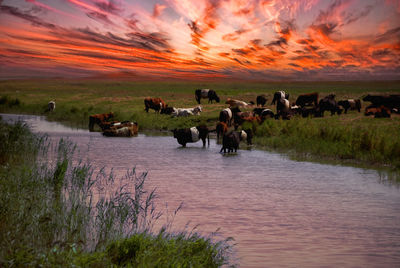 Horses in a field