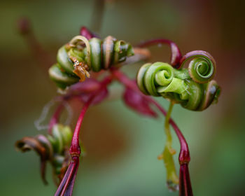 Close-up of flower buds