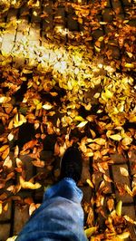 Low section of man standing on dry leaves