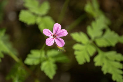 Close-up of pink flowering plant