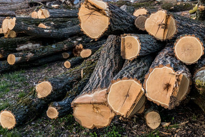 Stack of logs in forest