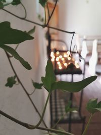 Close-up of illuminated christmas tree