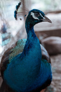 Close-up of a peacock