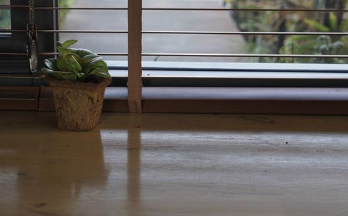 Potted plant on window sill
