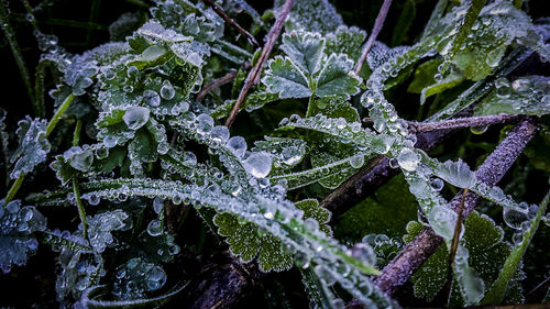 Close-up of frozen plant leaves during winter